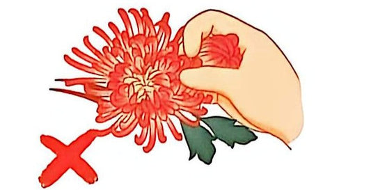 7.1  Precautions for the Preservation and Storage of Ronghua(Velvet Flowers)