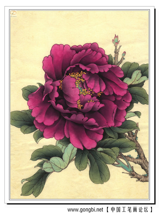 The Art of Gongbi: A Peony's Transformation Through Traditional Chinese Painting