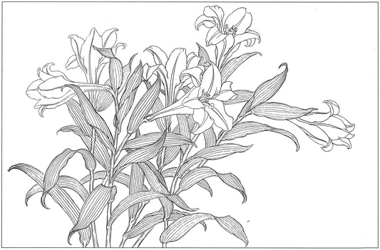 Lilies in Chinese Drawing Technique: An Appreciation of Traditional Art