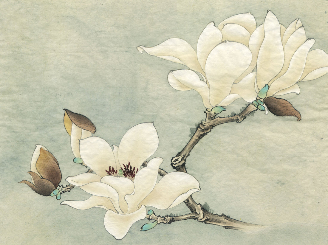 White Magnolia Bloom: A Journey Through Chinese Drawing Technique
