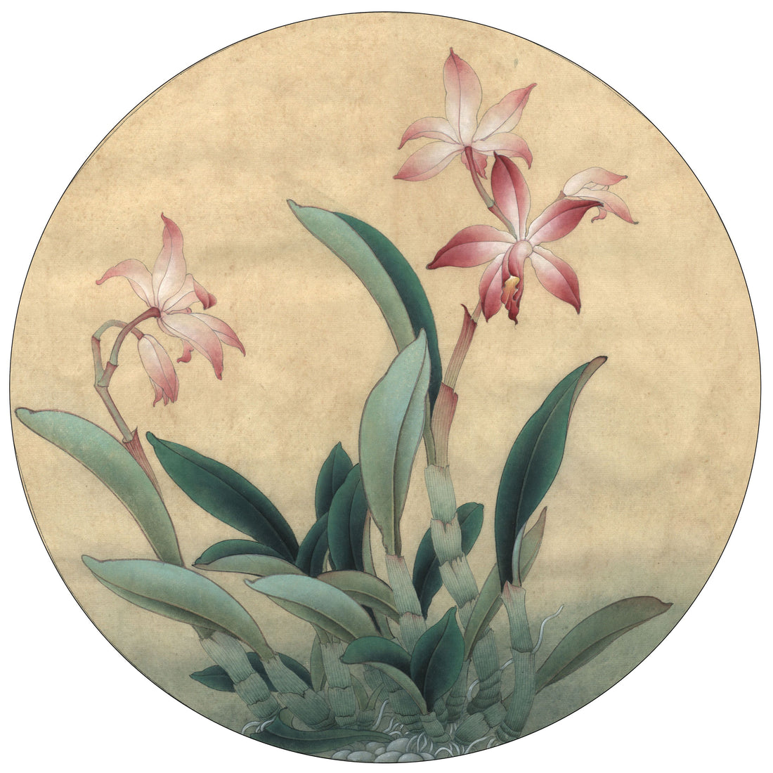 Mastering Cattleya Gongbi: A Step-by-Step Chinese Drawing Technique Guide
