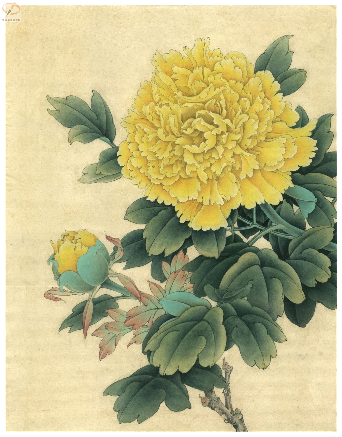 The Golden Peony Unveiled: A Journey into Chinese Drawing Technique