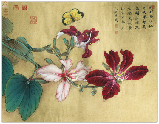 The Grace of Bauhinia: A Journey Through Chinese Drawing Techniques