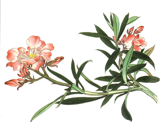 The Grace of Oleander: Unveiling Chinese Painting's Journey from Line to Color