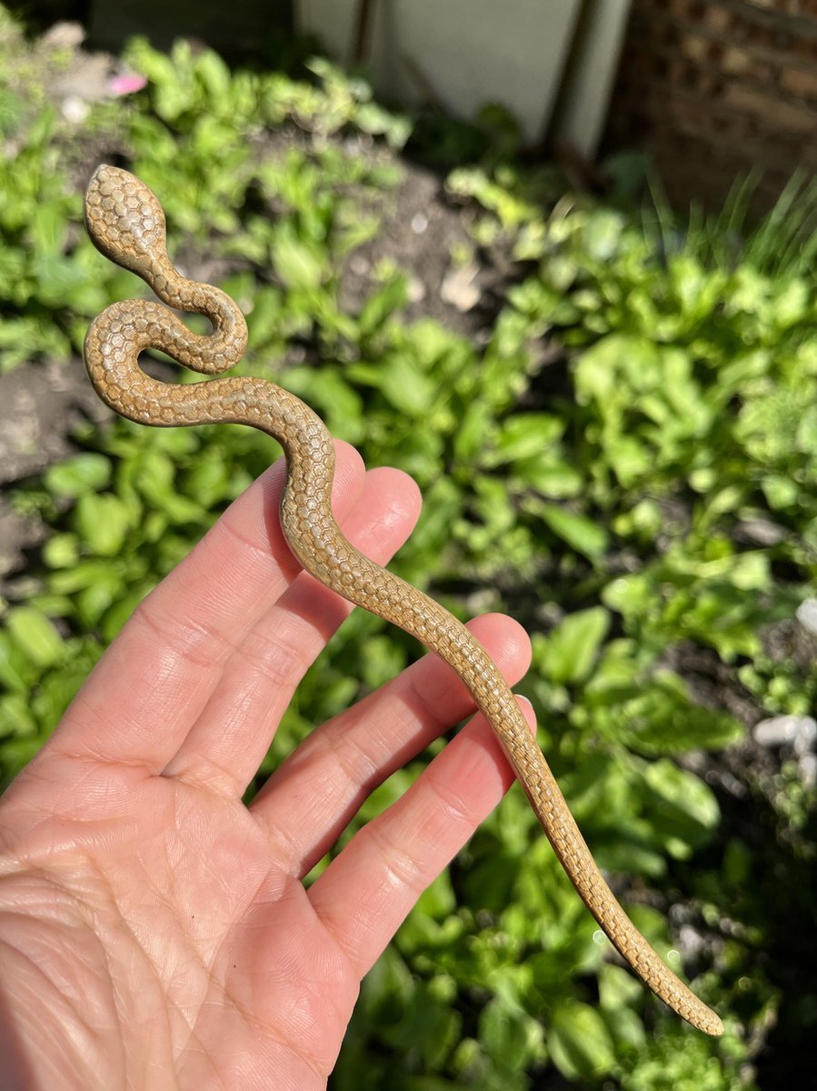 Natural Wooden Snake Hair Stick Set - 20cm Curved Design (小蛇)