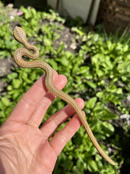 Natural Wooden Snake Hair Stick Set - 20cm Curved Design (小蛇)