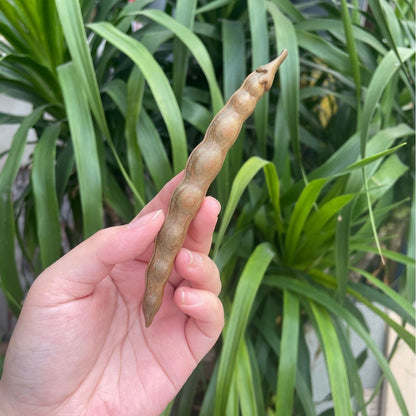 PF144 - Wooden Hair Sticks - Wholesale